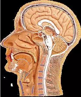 馬斯克腦機(jī)融合系統(tǒng)Neuralink