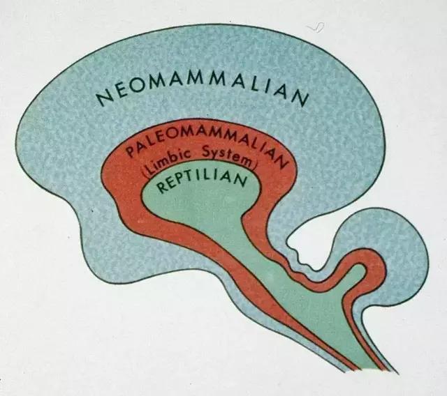 馬斯克腦機(jī)融合系統(tǒng)Neuralink