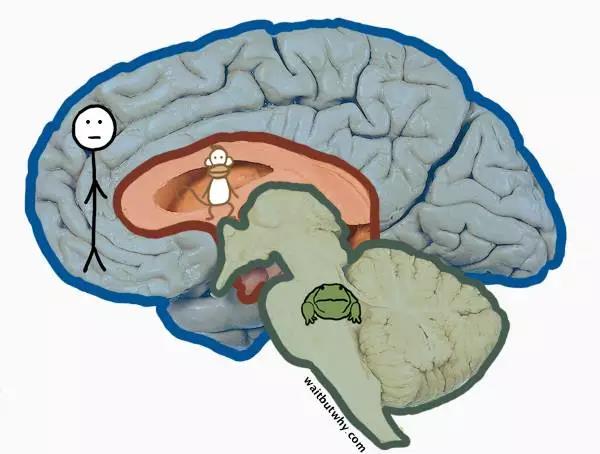 馬斯克腦機(jī)融合系統(tǒng)Neuralink