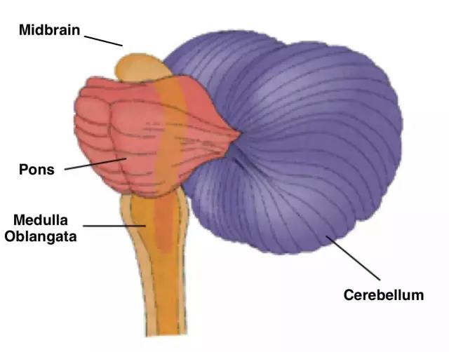 馬斯克腦機(jī)融合系統(tǒng)Neuralink