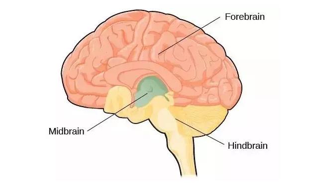 馬斯克腦機(jī)融合系統(tǒng)Neuralink