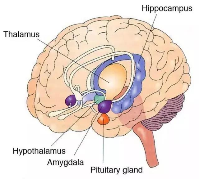 馬斯克腦機(jī)融合系統(tǒng)Neuralink