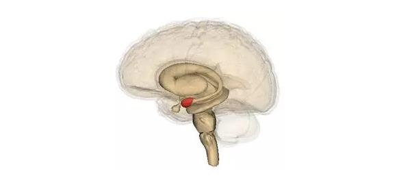 馬斯克腦機(jī)融合系統(tǒng)Neuralink