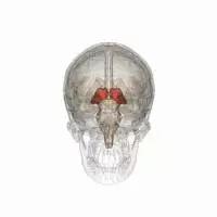 馬斯克腦機(jī)融合系統(tǒng)Neuralink