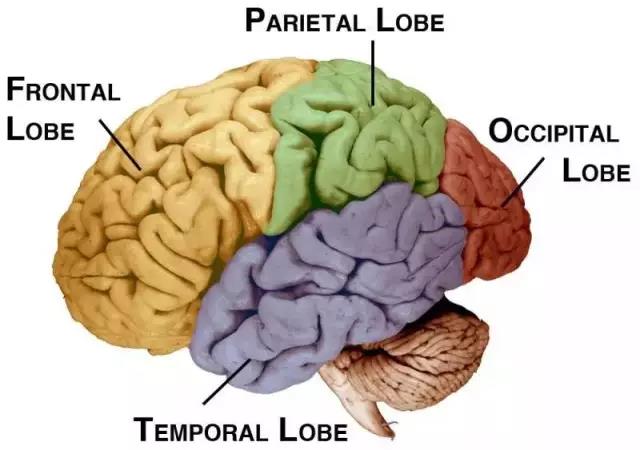 馬斯克腦機(jī)融合系統(tǒng)Neuralink