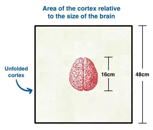馬斯克腦機(jī)融合系統(tǒng)Neuralink