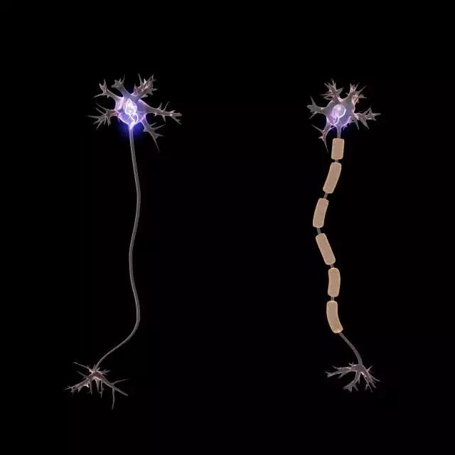 馬斯克腦機(jī)融合系統(tǒng)Neuralink